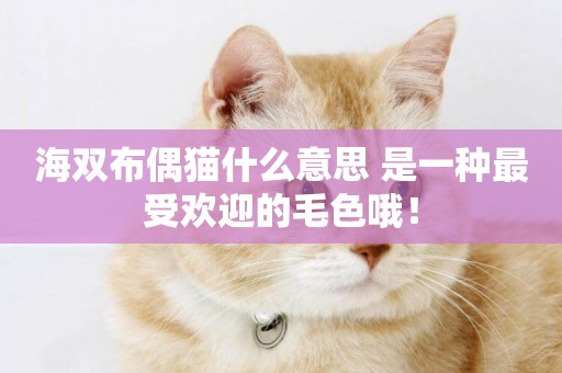 海雙布偶貓什么意思 是一種最受歡迎的毛色哦！