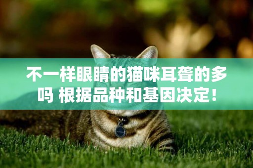 不一樣眼睛的貓咪耳聾的多嗎 根據品種和基因決定！