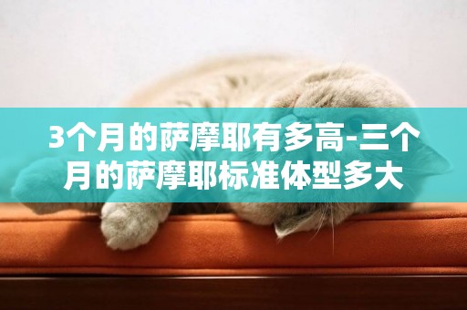 3個月的薩摩耶有多高-三個月的薩摩耶標準體型多大