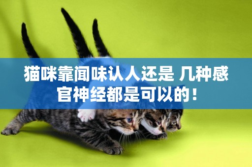 貓咪靠聞味認人還是 幾種感官神經都是可以的！