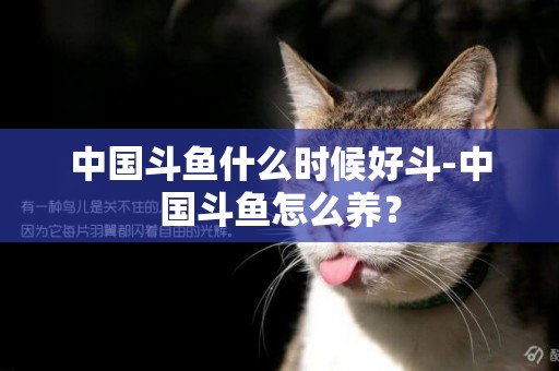 中國斗魚什么時候好斗-中國斗魚怎么養？