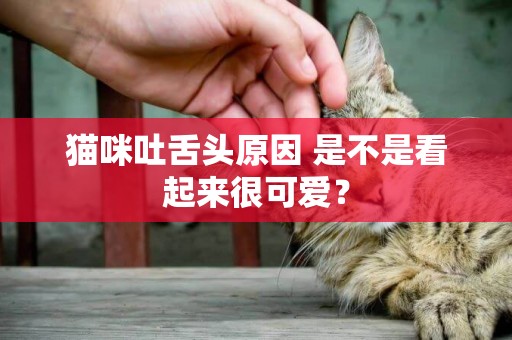 貓咪吐舌頭原因 是不是看起來很可愛? 貓咪吐舌頭原因 是不是看起來很可愛?