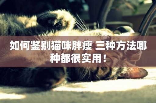 如何鑒別貓咪胖瘦 三種方法哪種都很實用! 如何鑒別貓咪胖瘦 三種方法哪種都很實用!