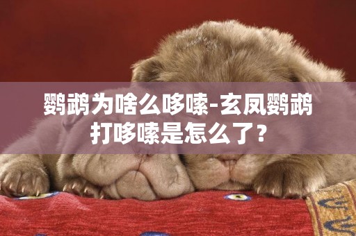 鸚鵡為啥么哆嗦-玄鳳鸚鵡打哆嗦是怎么了？