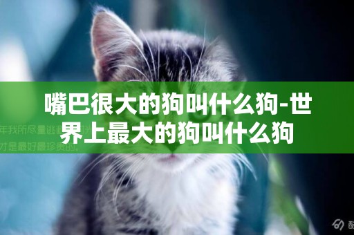 嘴巴很大的狗叫什么狗-世界上最大的狗叫什么狗