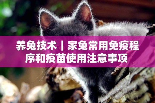 養兔技術｜家兔常用免疫程序和疫苗使用注意事項 