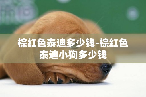 棕紅色泰迪多少錢-棕紅色泰迪小狗多少錢