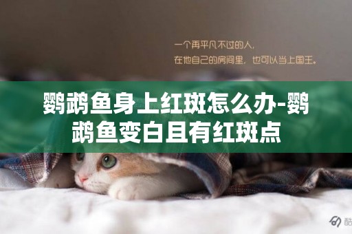 鸚鵡魚身上紅斑怎么辦-鸚鵡魚變白且有紅斑點