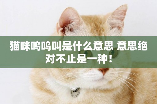 貓咪嗚嗚叫是什么意思 意思絕對不止是一種！