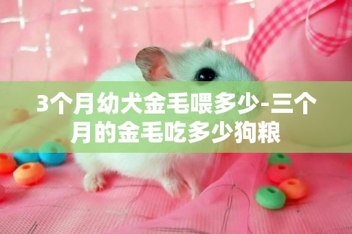 3個月幼犬金毛喂多少-三個月的金毛吃多少狗糧