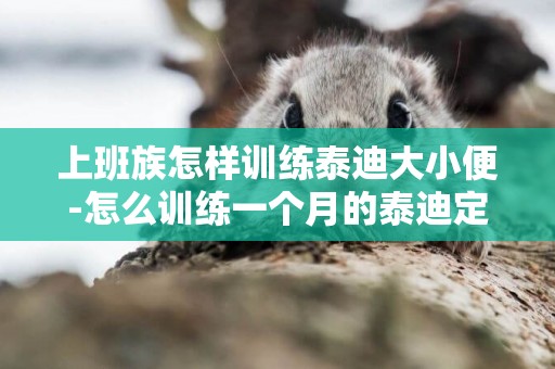 上班族怎樣訓練泰迪大小便-怎么訓練一個月的泰迪定點大小便