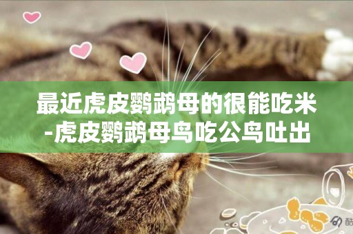 最近虎皮鸚鵡母的很能吃米-虎皮鸚鵡母鳥吃公鳥吐出的小米