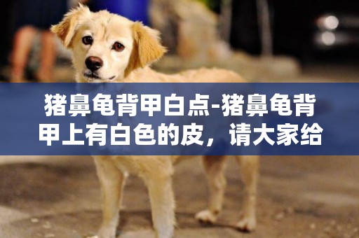 豬鼻龜背甲白點-豬鼻龜背甲上有白色的皮，請大家給看看是生病了還是什么？