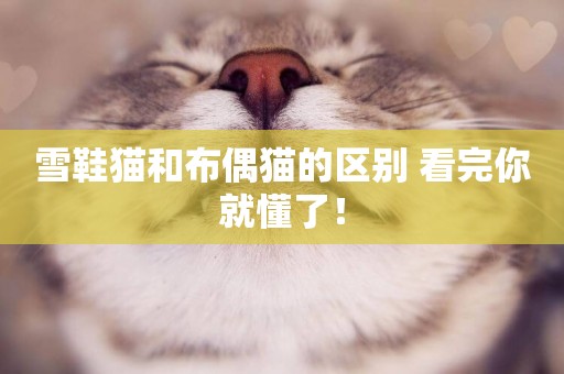 雪鞋貓和布偶貓的區別 看完你就懂了！