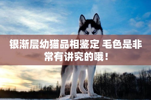 銀漸層幼貓品相鑒定 毛色是非常有講究的哦！