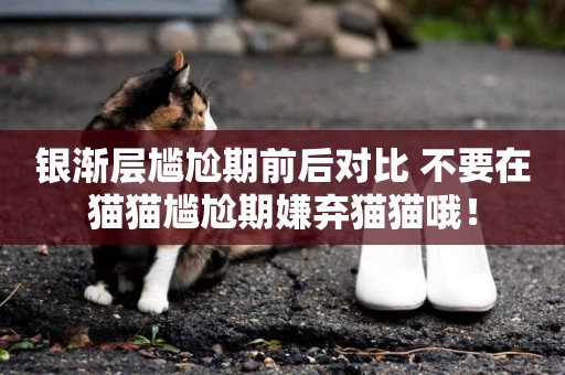 銀漸層尷尬期前后對比 不要在貓貓尷尬期嫌棄貓貓哦！