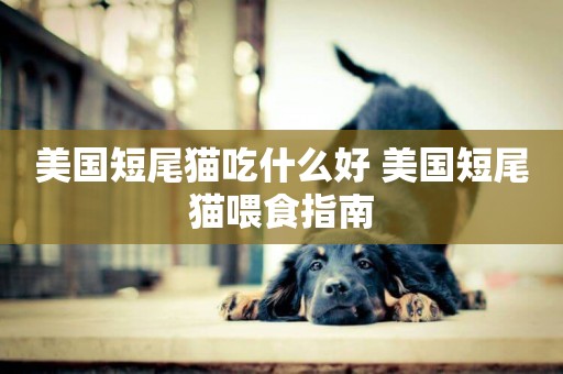 美國短尾貓吃什么好 美國短尾貓喂食指南