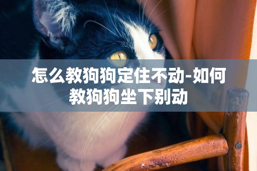 怎么教狗狗定住不動-如何教狗狗坐下別動