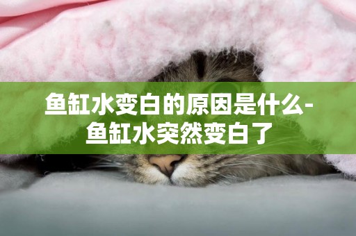 魚缸水變白的原因是什么-魚缸水突然變白了