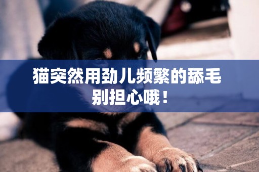 貓突然用勁兒頻繁的舔毛 別擔心哦！