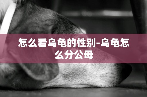 怎么看烏龜的性別-烏龜怎么分公母