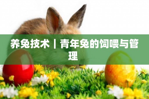 養兔技術｜青年兔的飼喂與管理 