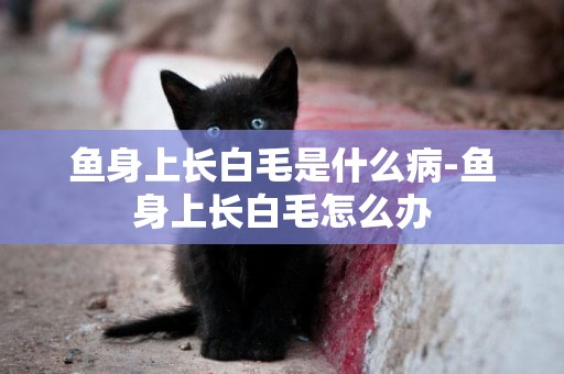 魚身上長白毛是什么病-魚身上長白毛怎么辦