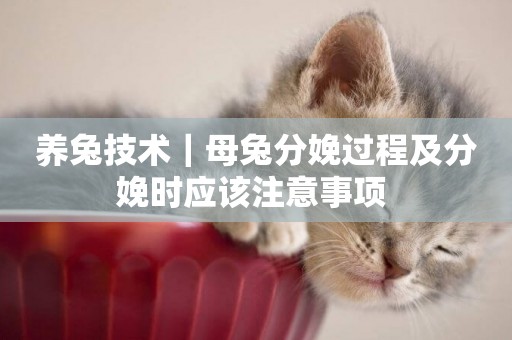 養兔技術｜母兔分娩過程及分娩時應該注意事項 