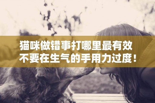 貓咪做錯事打哪里最有效 不要在生氣的手用力過度! 貓咪做錯事打哪里最有效 不要在生氣的手用力過度!