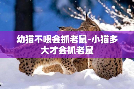 幼貓不喂會抓老鼠-小貓多大才會抓老鼠