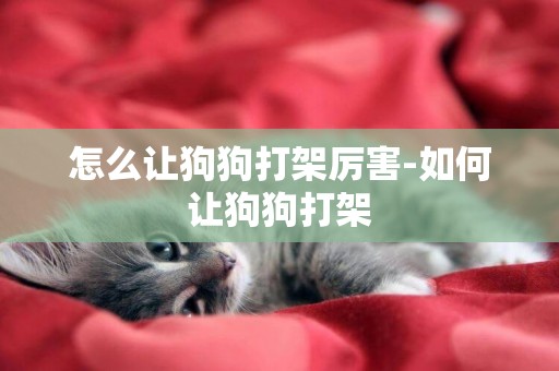 怎么讓狗狗打架厲害-如何讓狗狗打架