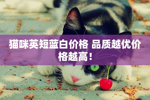 貓咪英短藍白價格 品質越優價格越高! 貓咪英短藍白價格 品質越優價格越高!