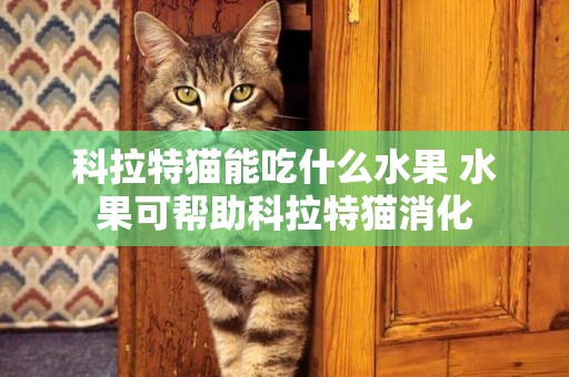 科拉特貓能吃什么水果 水果可幫助科拉特貓消化