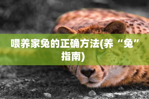 喂養家兔的正確方法(養“兔”指南) 