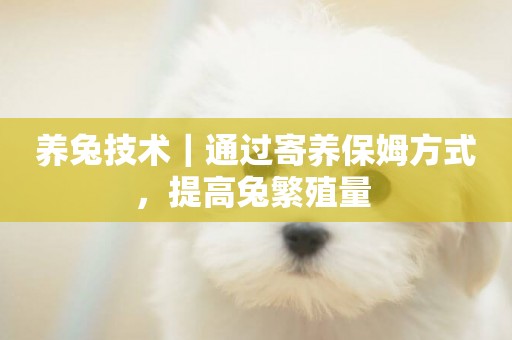 養兔技術｜通過寄養保姆方式，提高兔繁殖量 