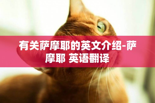 有關薩摩耶的英文介紹-薩摩耶 英語翻譯