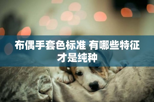 布偶手套色標準 有哪些特征才是純種
