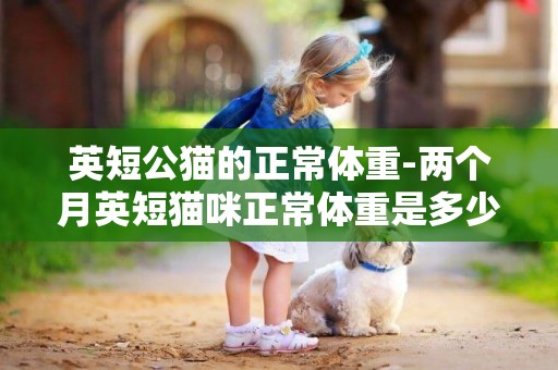 英短公貓的正常體重-兩個月英短貓咪正常體重是多少