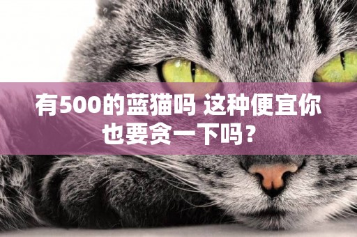 有500的藍貓嗎 這種便宜你也要貪一下嗎？