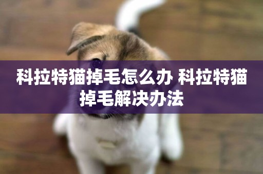 科拉特貓掉毛怎么辦 科拉特貓掉毛解決辦法