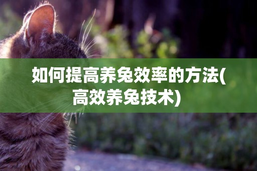 如何提高養兔效率的方法(高效養兔技術) 