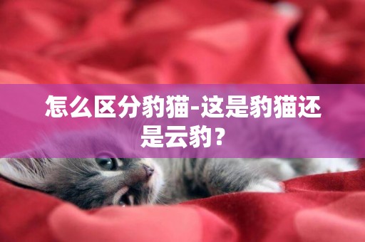 怎么區分豹貓-這是豹貓還是云豹？
