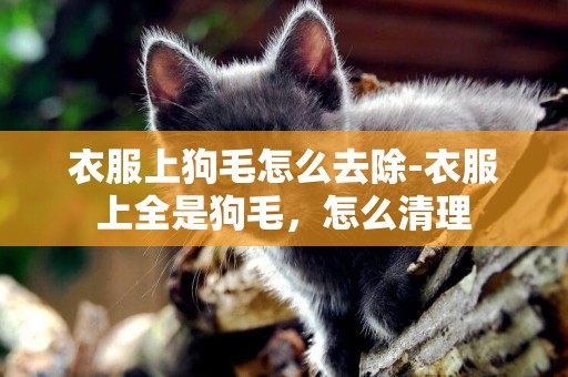 衣服上狗毛怎么去除-衣服上全是狗毛，怎么清理