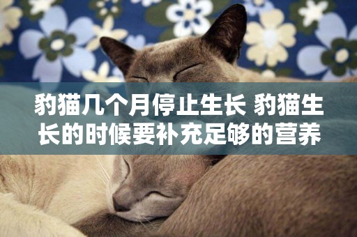 豹貓幾個月停止生長 豹貓生長的時候要補充足夠的營養