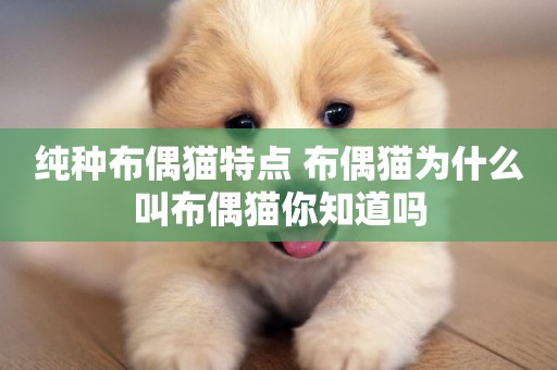 純種布偶貓特點 布偶貓為什么叫布偶貓你知道嗎