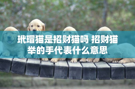 玳瑁貓是招財貓嗎 招財貓舉的手代表什么意思