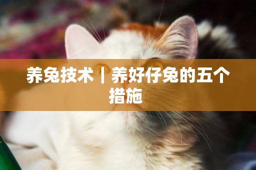 養兔技術｜養好仔兔的五個措施 