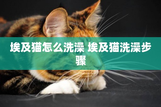 埃及貓怎么洗澡 埃及貓洗澡步驟