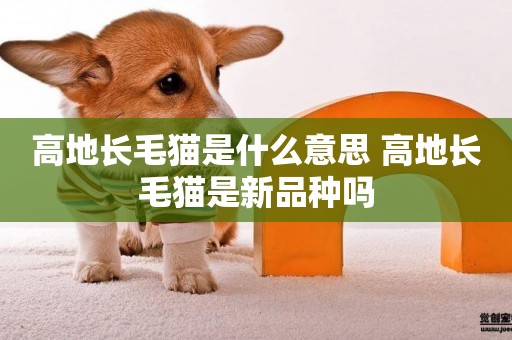 高地長毛貓是什么意思 高地長毛貓是新品種嗎