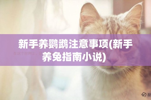 新手養鸚鵡注意事項(新手養兔指南小說) 